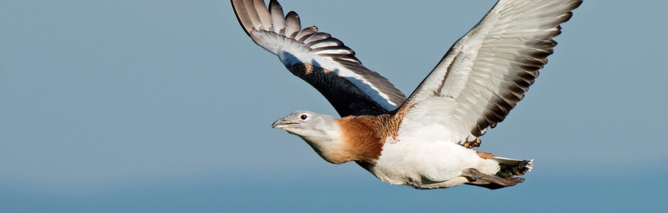 Tochi boom Inconsistent litteken Fotoreis Spanje Grote Trap - BirdingBreaks