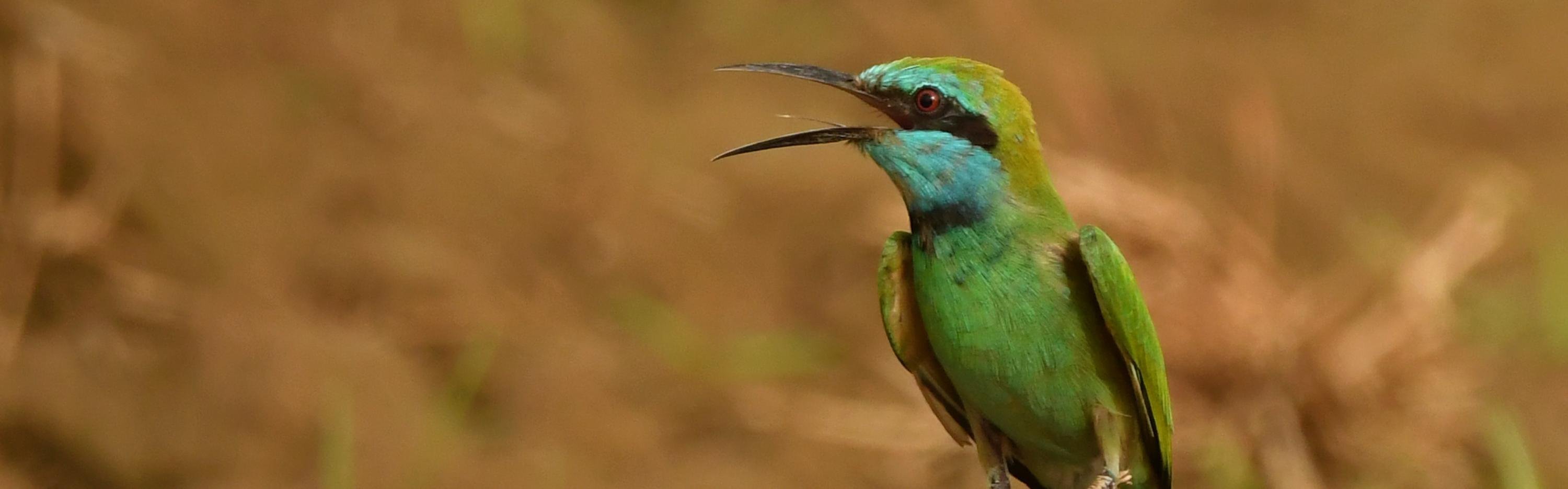 Arabische Kleine Groene Bijeneter - Eduard Sangster