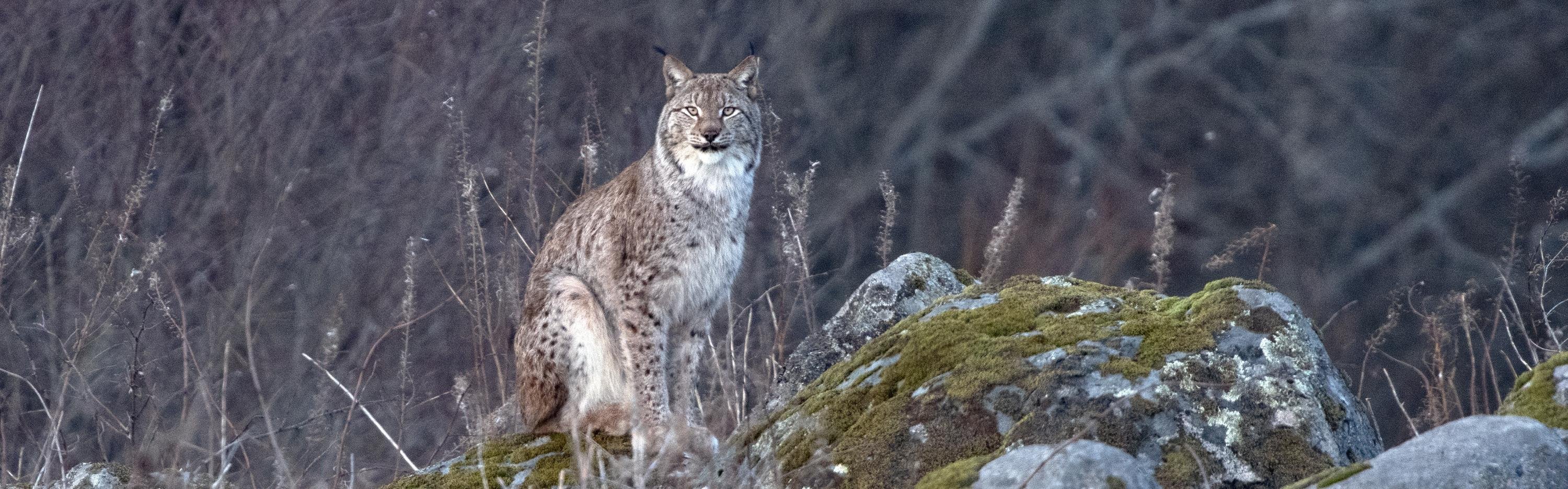 Lynx, Ronald Messemaker